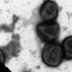 Genetic Analysis of the Major Capsid Protein of the Archaeal Fusellovirus SSV1, Mutational Flexibility and Conformational Change